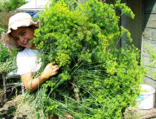 NIKA SEEDS - Herb Dill Mammoth Giant Variety 40 Days - 2000 Seeds