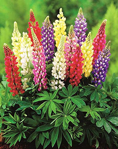 NIKA SEEDS - Flowers Minarette Dwarf Lupine Mix Perennial - 20 Seeds