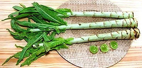NIKA SEEDS - Vegetable Asparagus Lettuce Leaf Heirloom for Salads - 1000 Seeds