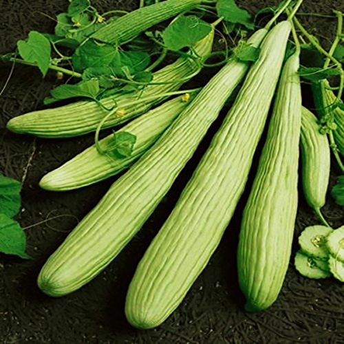 NIKA SEEDS - Vegetable Cucumber Armenian Heirloom for Pickling - 10 Seeds