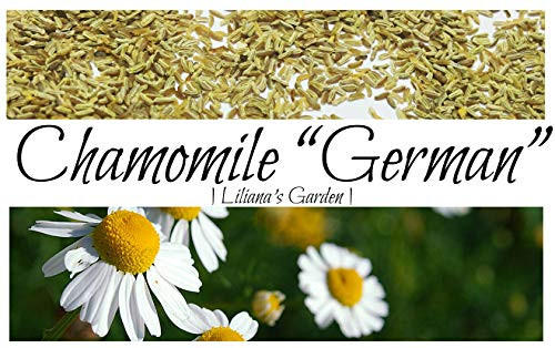 Herb Seeds - German Chamomile - Medicinal, Flowering, and Edible - Liliana's Garden