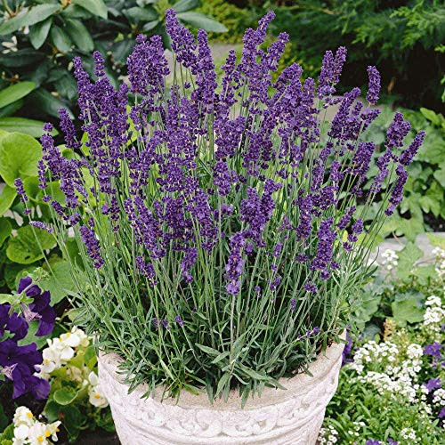 Vera Lavender Herb, 1000+ Premium Heirloom Seeds, Beautiful Addition to Your Home herb Garden! (Isla's Garden Seeds), Non GMO, 80-85% Germination Rates, Highest Quality Seeds
