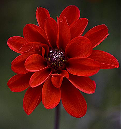 Rare Dahlia Mignon Rose Red 100Plus Fresh Seeds