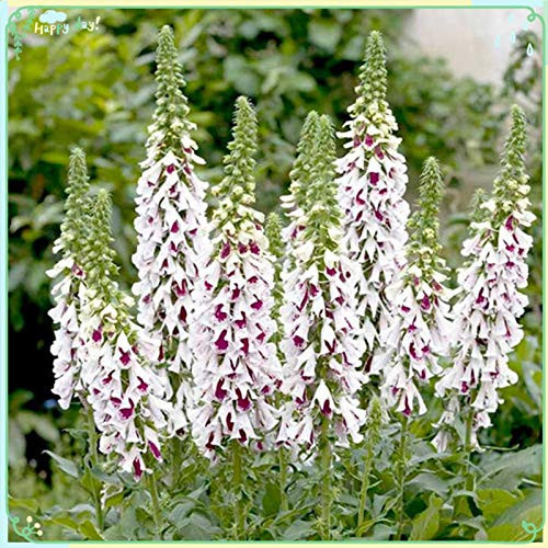 Rare Flower Plant Foxglove Seeds 200Plus Digitalis Seeds - Pam's Split Rare Flower Plant Foxglove Seeds 200Plus Digitalis Seeds - Pam's Split