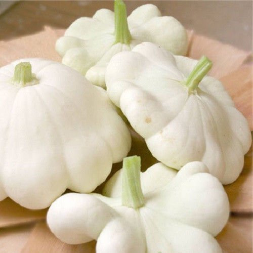 50 White Bush Scallop Squash (Patty Pan/Paty Pan/Squanter Squash) Summer Cucurbita Pepo Vegetable Seeds