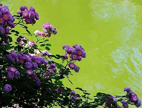 10pcs Climbing Rose Vine Flower Seeds Climber Fragrant (Purple)