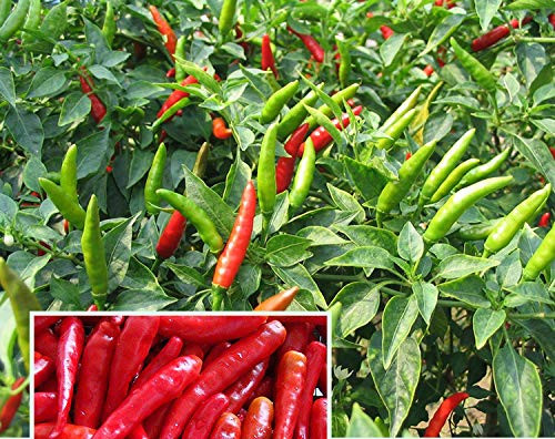 100Plus Thai Hot Chili Pepper Seeds Grown Capsicum frutescens VAR pod Pepper hot Pepper Non-GMO 100Plus Thai Hot Chili Pepper Seeds Grown Capsicum frutescens VAR pod Pepper hot Pepper Non-GMO