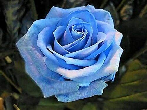 20Plus Blue Rose Rosa Flowers Seeds Bush Shrub Perennial