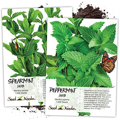 Seed Needs, Non-GMO Mint Garden Seeds for Planting (Includes 2,000 Seeds Collectively) Spearmint  and  Peppermint