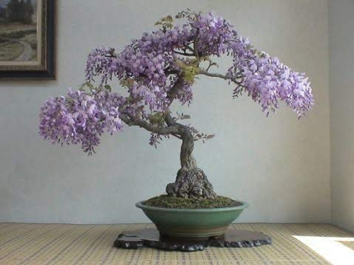 Bonsai Tree Chinese Wisteria Tree Seeds, 10 Pack - Highly Prized Flowering Bonsai, Wisteria sinensis - 10 Seeds to Grow Bonsai Tree Chinese Wisteria Tree Seeds, 10 Pack - Highly Prized Flowering Bonsai, Wisteria sinensis - 10 Seeds to Grow