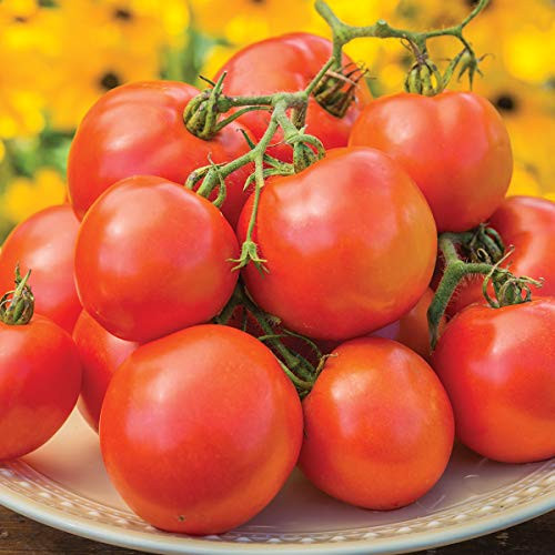 Burpee 'Oh Happy Day' Hybrid - Red Beefsteak Slicing Tomato - 25 Seeds
