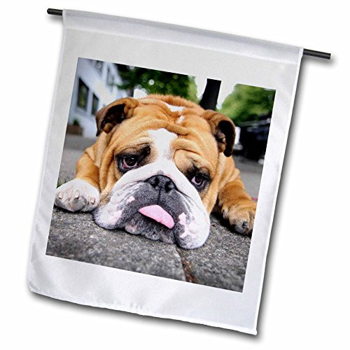 3dRose fl_191490_1"Very Tired French Bulldog Garden Flag, 12 x 18