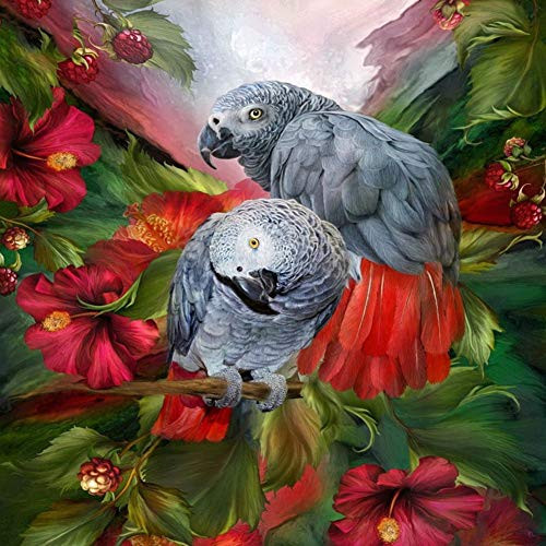 DIY 5D Diamond Painting Kit,5D Diamond Painting Full Round Drill DIY Painting Diamond Wall Art for Adults Two Grey Parrots 11.8x11.8in 1 Pack by Tangbr DIY 5D Diamond Painting Kit,5D Diamond Painting Full Round Drill DIY Painting Diamond Wall Art for Adults Two Grey Parrots 11.8x11.8in 1 Pack by Tangbr