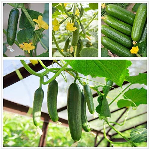 Sweet Gherkin Cucumber Seeds 70Plus Cucumis Sativus Fruit Vegetables Fresh Vine Seeds for Home Garden Outdoor Yard Farm Planting