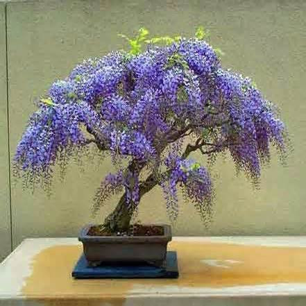 15 Seeds Jacaranda Mimosifolia Seeds (Blue Jacaranda Seeds)