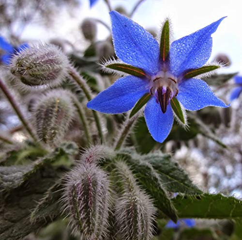 Borage Herb Seeds, 125+ Premium Heirloom Seeds,This is an Amazing Plant! A Must Have in Your Home Garden!, (Isla's Garden Seeds), 85-90% Germination Rates, Highest Quality Seeds