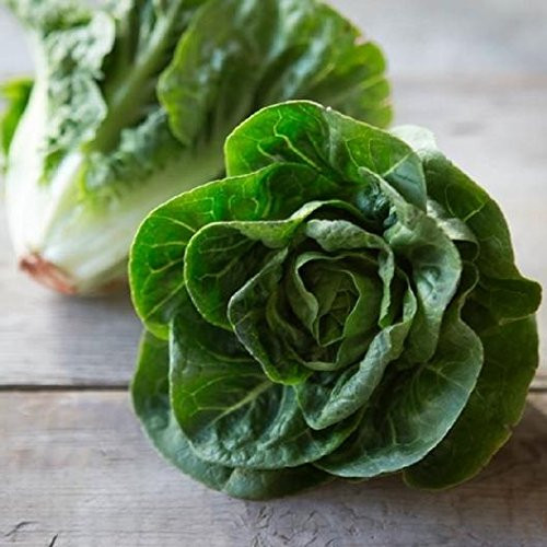 "Little Gem" Romaine Lettuce Seeds, 1000+ Premium Organic Heirloom Seeds, (Isla's Garden Seeds), Non GMO, 85% Germination, Highest Quality! "Little Gem" Romaine Lettuce Seeds, 1000+ Premium Organic Heirloom Seeds, (Isla's Garden Seeds), Non GMO, 85% Germination, Highest Quality!