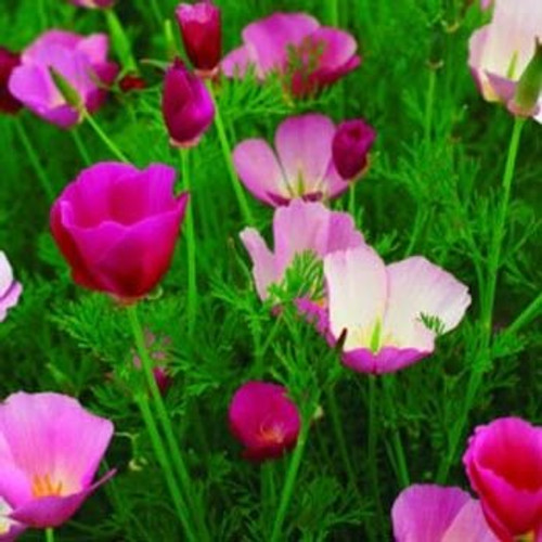 Outsidepride Poppy California Purple Gleam - 5000 Seeds