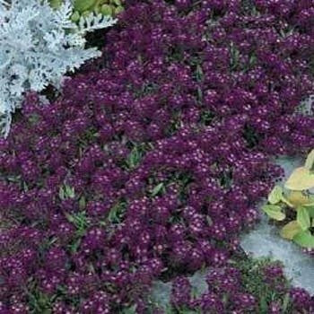 Outsidepride Alyssum Oriental Nights - 5000 Seeds