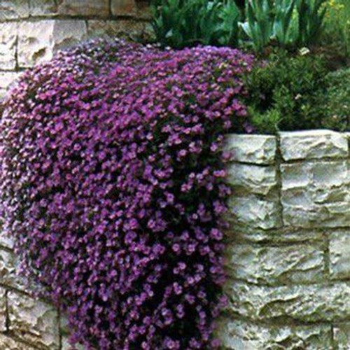 Outsidepride Aubrieta Rock Cress Cascade Purple Ground Cover Plant Seed - 1000 seeds