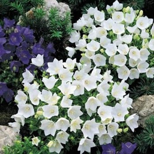 Outsidepride Bellflower Campanula Carpatica White Ground Cover Plant Seed - 5000 Seeds