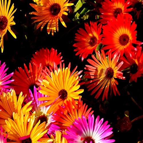 Outsidepride Red Ice Plant Seeds - 5000 Seeds