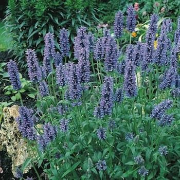 Outsidepride Catmint Blue - 1000 Seeds