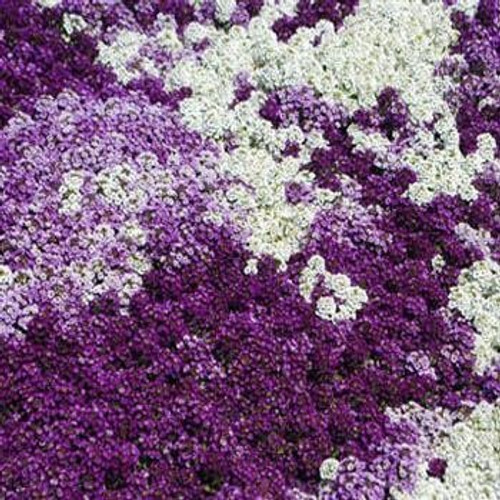 Outsidepride Alyssum Flower Seed Mix - 2000 Seeds