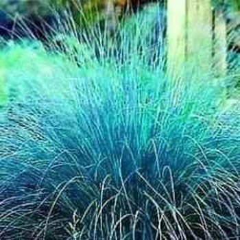 Outsidepride Blue Love Ornamental Grass Plant Seed - 1000 Seeds