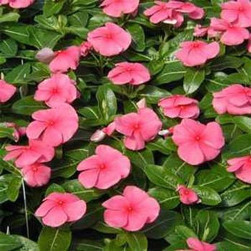 Outsidepride Pink Vinca Periwinkle Ground Cover Plant Flower Seed - 2000 Seeds