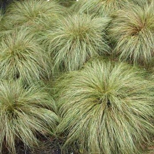 Outsidepride Carex Comans Frosted Curls Ornamental Grass Seed - 200 Seeds