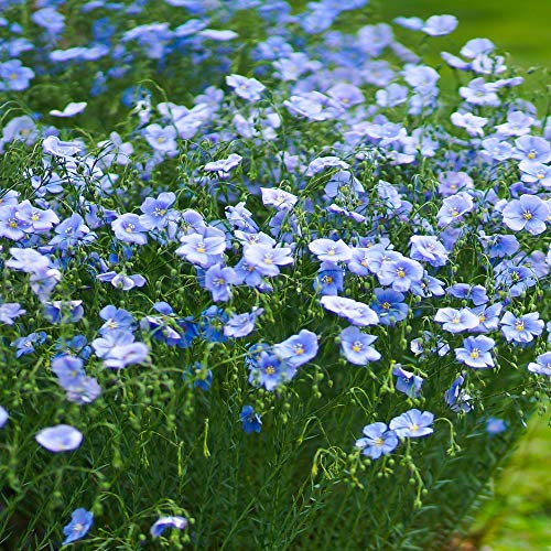 Outsidepride Blue Flax Linum Perenne Flower Seed - 5000 Seeds