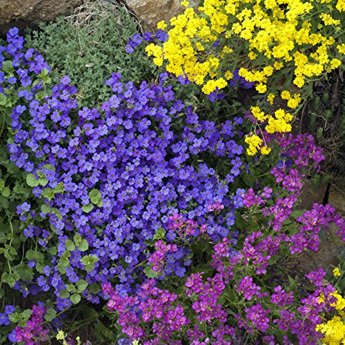 Outsidepride Aubrieta Rock Cress Cascade Blue Seeds - 1000 seeds