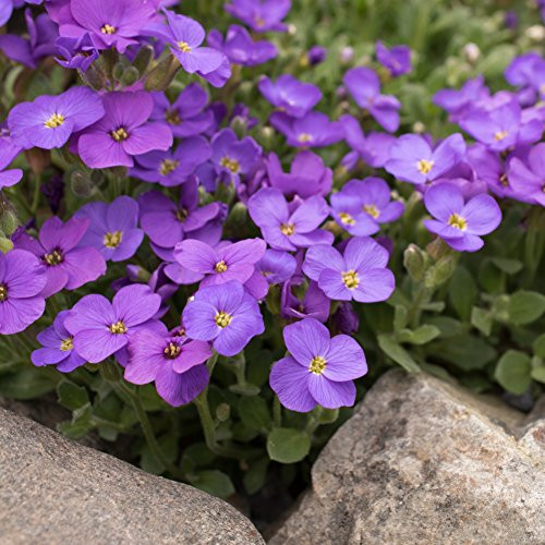 Outsidepride Blue Phlox Ground Cover Plant Flower Seeds - 1000 Seeds