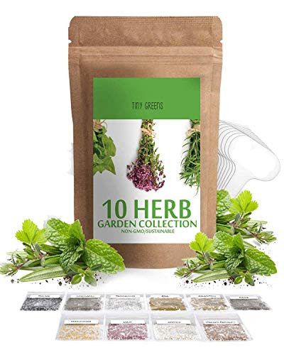 Herb Seeds Vault -10 Variety - 3000 Seeds-- Heirloom Non GMO - Herbs Seeds for Planting for Indoor and Outdoor - Herb Garden Seed Pack - Thyme, Mint, Chives, Dill, Cilantro, Parsley, Basil, Marjoram