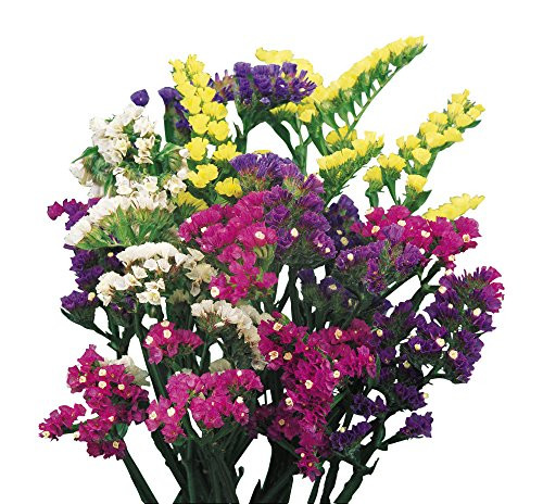 Burpee Mixed Bold Colors Statice Seeds 100 seeds