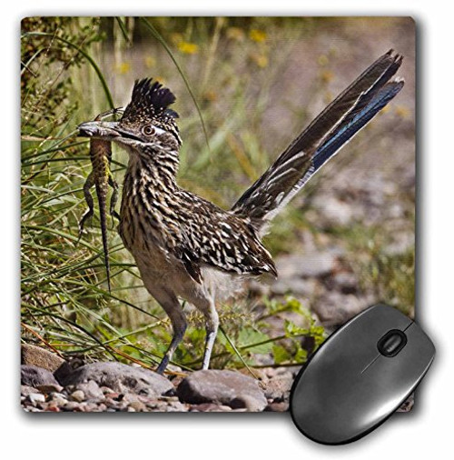 3dRose Greater Roadrunner Bird Texas, USA- US44 LDI0513 - Larry Ditto Mouse Pad, 8" x 8" (mp_146656_1) 3dRose Greater Roadrunner Bird Texas, USA- US44 LDI0513 - Larry Ditto Mouse Pad, 8" x 8" (mp_146656_1)