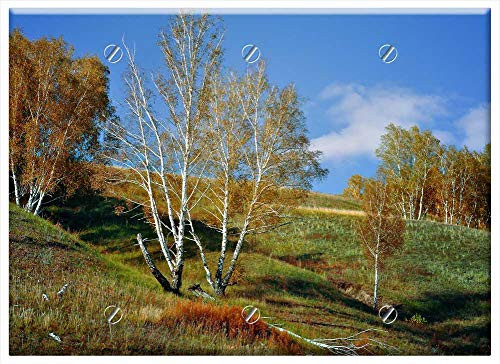 Triple Blank Wall Plate Cover - Mountain Birch Nature Landscape Fall Forest Slope