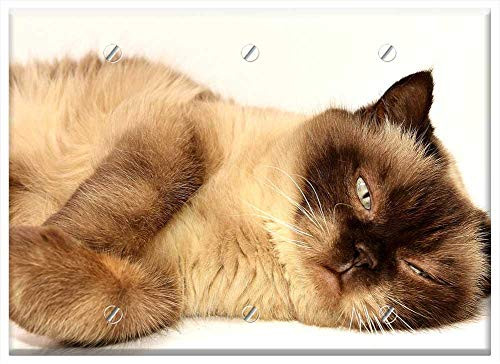 Triple Blank Wall Plate Cover - British Shorthair Cat Pet Mieze British Short Hair 17