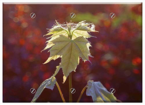 Triple Blank Wall Plate Cover - Leaf Pink Red Clone Bokeh Blur Nature Rosa Glow