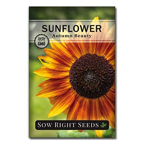 Sow Right Seeds - Autumn Beauty Sunflower Seeds for Planting, Beautiful Giant Flower to Plant, Non-GMO Heirloom Seed, Wonderful Gardening Gift (1)