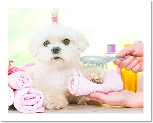 Barewalls Little Dog at Spa Paper Print Wall Art (8in. x 10in.)