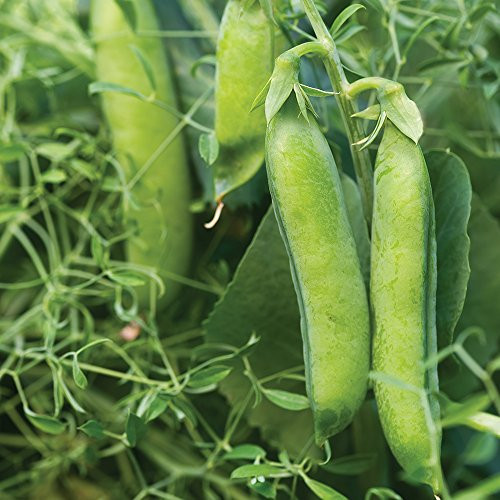 Burpee Masterpiece Pea Seeds  200 seeds
