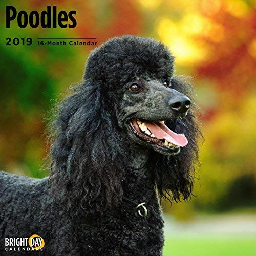 Poodles 2019 16 Month Wall Calendar 12 x 12 Inches Poodles 2019 16 Month Wall Calendar 12 x 12 Inches