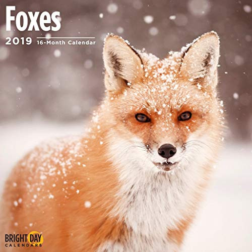 Foxes 2019 16 Month Wall Calendar 12 x 12 Inches Foxes 2019 16 Month Wall Calendar 12 x 12 Inches