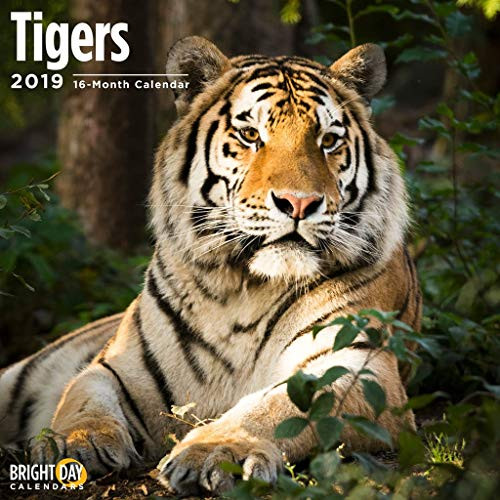 Tigers 2019 16 Month Wall Calendar 12 x 12 Inches Tigers 2019 16 Month Wall Calendar 12 x 12 Inches