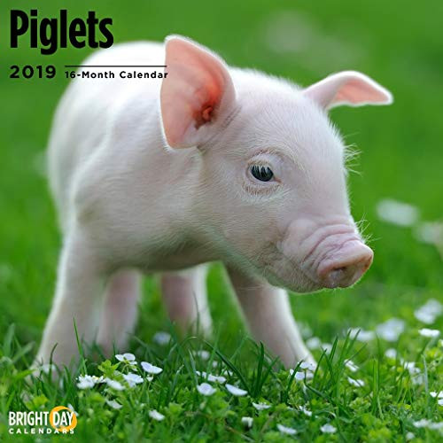 Piglets 2019 16 Month Wall Calendar 12 x 12 Inches Piglets 2019 16 Month Wall Calendar 12 x 12 Inches