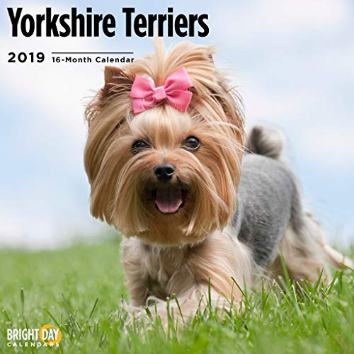 Yorkshire Terriers 2019 16 Month Wall Calendar 12 x 12 Inches Yorkshire Terriers 2019 16 Month Wall Calendar 12 x 12 Inches