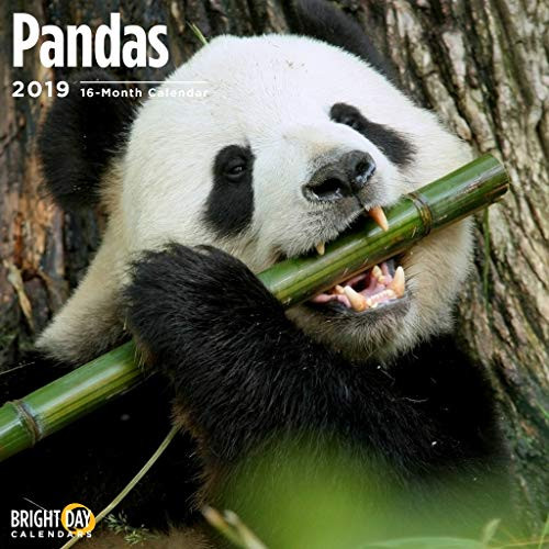 Pandas 2019 16 Month Wall Calendar 12 x 12 Inches Pandas 2019 16 Month Wall Calendar 12 x 12 Inches