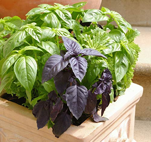 NIKA SEEDS - Herb Basil Mix - 700 Seeds